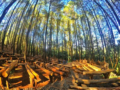 Keindahan dan Pesona Wisata Hutan Pinus di Jogja